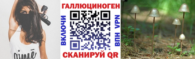 Псилоцибиновые грибы Cubensis  Ессентукская 